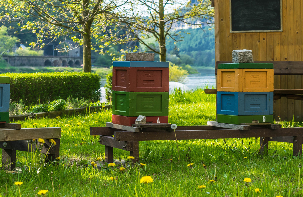 Брендинг частного пчеловодческого хозяйства «Пчельник»